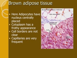 Brown adipose tissue Here Adipocytes have nucleus centrally placed Cytoplasm has a frothy appearance Cell borders are not clear Capillaries are very frequent 