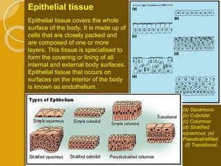 Epithelial tissue covers the whole surface of the body. It is made up of cells that are closely packed and are composed of one or more layers. This tissue is specialised to form the covering or lining of all internal and external body surfaces. Epithelial tissue that occurs on surfaces on the interior of the body is known as endothelium.  Epithelial tissue  (a) Squamous. (b) Cuboidal.  (c) Columnar. (d) Stratified squamous. (e) Pseudostratified. (f) Transitional. 