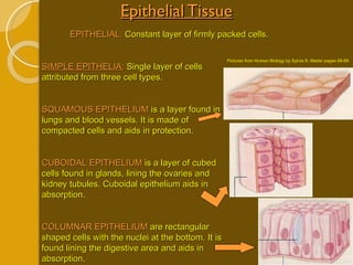 Epithelial Tissue EPITHELIAL:  Constant layer of firmly packed cells. SIMPLE EPITHELIA:  Single layer of cells attributed from three cell types. SQUAMOUS EPITHELIUM  is a layer found in lungs and blood vessels. It is made of compacted cells and aids in protection. CUBOIDAL EPITHELIUM  is a layer of cubed cells found in glands, lining the ovaries and kidney tubules. Cuboidal epithelium aids in absorption. COLUMNAR EPITHELIUM  are rectangular shaped cells with the nuclei at the bottom. It is found lining the digestive area and aids in absorption. Pictures from Human Biology by Sylvia S. Mader pages 68-69 