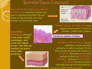 Epithelial Tissue Continued PSEUDOSTRATIFIED COLUMNAR EPITHELIUM  lines the trachea and aids in ejecting impurities. Mucus helps to trap particles and cilia carries it to the throat area. TRANSITIONAL EPITHELIUM  lines organs which stretch. Found in bladder, urethra and ureters. STATIFIED EPITHELIA  is found in the nose, mouth, esophagus, anal canal and vagina linings. The cells are stacked into layers which offer protection. GLANDULAR EPITHELIA  is any epithelium which secretes products. A cell or a group of cells that secrete products are known as  GLANDS . Secretion to an outer surface is done by  EXOCRINE GLANDS , whereas  ENDOCRINE GLANDS  secrete products internally through the bloodstream. Pictures from Human Biology by Sylvia S. Mader page 69 and http://en.wikipedia.org/wiki/Transitional_epithelium Transitional epithelia of bladder 