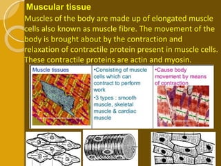 Muscular tissue  Muscles of the body are made up of elongated muscle cells also known as muscle fibre. The movement of the body is brought about by the contraction and relaxation of contractile protein present in muscle cells. These contractile proteins are actin and myosin. 