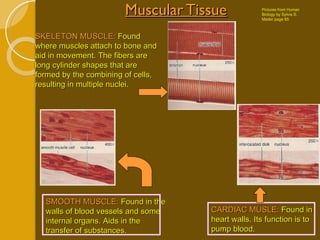 Muscular Tissue SKELETON MUSCLE:  Found where muscles attach to bone and aid in movement. The fibers are long cylinder shapes that are formed by the combining of cells, resulting in multiple nuclei. SMOOTH MUSCLE:  Found in the walls of blood vessels and some internal organs. Aids in the transfer of substances. CARDIAC MUSLE:  Found in heart walls. Its function is to pump blood. Pictures from Human Biology by Sylvia S. Mader page 65 