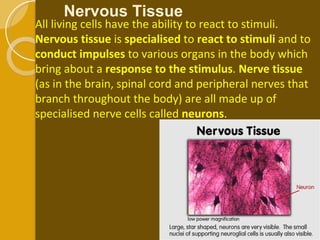 All living cells have the ability to react to stimuli.  Nervous tissue  is  specialised  to  react to stimuli  and to  conduct impulses  to various organs in the body which bring about a  response to the stimulus .  Nerve tissue  (as in the brain, spinal cord and peripheral nerves that branch throughout the body) are all made up of specialised nerve cells called  neurons . Nervous Tissue 