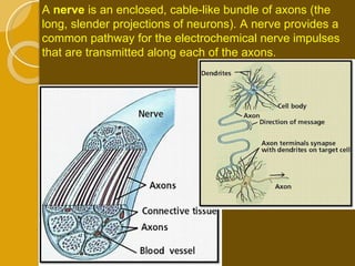 A  nerve  is an enclosed, cable-like bundle of axons (the long, slender projections of neurons). A nerve provides a common pathway for the electrochemical nerve impulses that are transmitted along each of the axons. 