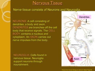 Nervous Tissue Nerve tissue consists of Neurons and Neuroglia. NEURONS:  A cell consisting of dendrites, a body and axon.  DENDRITES  are branches off the cell body that receive signals. The  CELL BODY  contains a nucleus and   cytoplasm. An  AXON  carries out nerve impulses from the body. NEUROGLIA:  Cells found in nervous tissue. Neuroglia support neurons through nourishment. Picture from Human Biology by Sylvia S. Mader Page 66 Axon Dendrites 
