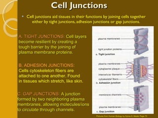 Cell Junctions Cell junctions aid tissues in their functions by joining cells together either by tight junctions, adhesion junctions or gap junctions. A. TIGHT JUNCTIONS:  Cell layers become resilient by creating a tough barrier by the joining of plasma membrane proteins. B. ADHESION JUNCTIONS:  Cells cytoskeleton fibers are attached to one another. Found in tissues which stretch, like skin. C. GAP JUNCTIONS:  A junction formed by two neighboring plasma membranes, allowing molecules/ions to circulate through channels. Pictures from Human Biology by Sylvia S. Mader Page 70 