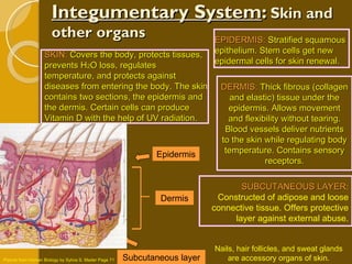 Integumentary System :  Skin and other organs SKIN:  Covers the body, protects tissues, prevents H 2 O loss, regulates temperature, and protects against diseases from entering the body. The skin contains two sections, the epidermis and the dermis. Certain cells can produce Vitamin D with the help of UV radiation. EPIDERMIS:  Stratified squamous epithelium. Stem cells get new epidermal cells for skin renewal. Picture from Human Biology by Sylvia S. Mader Page 71 Epidermis Dermis Subcutaneous layer SUBCUTANEOUS LAYER :  Constructed of adipose and loose connective tissue. Offers protective layer against external abuse. DERMIS:  Thick fibrous (collagen and elastic) tissue under the epidermis. Allows movement and flexibility without tearing. Blood vessels deliver nutrients to the skin while regulating body temperature. Contains sensory receptors. Nails, hair follicles, and sweat glands are accessory organs of skin. 
