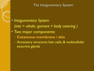 The Integumentary System Integumentary System (inte = whole; -gument = body covering ) Two major components:  Cutaneous membrane / skin Accessory structure: hair, nails, & multicellular exocrine glands 