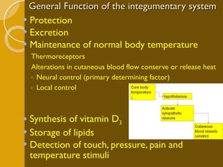 General Function of the integumentary system Protection Excretion Maintenance of normal body temperature Thermoreceptors Alterations in cutaneous blood flow conserve or release heat Neural control (primary determining factor)  Local control Synthesis of vitamin D 3 Storage of lipids Detection of touch, pressure, pain and temperature stimuli 