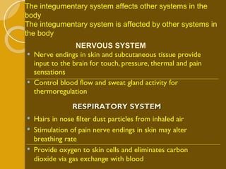 Nerve endings in skin and subcutaneous tissue provide input to the brain for touch, pressure, thermal and pain sensations Control blood flow and sweat gland activity for thermoregulation NERVOUS SYSTEM The integumentary system affects other systems in the body The integumentary system is affected by other systems in the body RESPIRATORY SYSTEM Hairs in nose filter dust particles from inhaled air Stimulation of pain nerve endings in skin may alter breathing rate Provide oxygen to skin cells and eliminates carbon dioxide via gas exchange with blood 