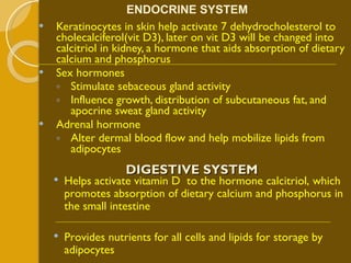 Keratinocytes in skin help activate 7 dehydrocholesterol to cholecalciferol(vit D3), later on vit D3 will be changed into calcitriol in kidney, a hormone that aids absorption of dietary calcium and phosphorus Sex hormones  Stimulate sebaceous gland activity Influence growth, distribution of subcutaneous fat, and apocrine sweat gland activity Adrenal hormone Alter dermal blood flow and help mobilize lipids from adipocytes ENDOCRINE SYSTEM DIGESTIVE SYSTEM Helps activate vitamin D  to the hormone calcitriol, which promotes absorption of dietary calcium and phosphorus in the small intestine Provides nutrients for all cells and lipids for storage by adipocytes 