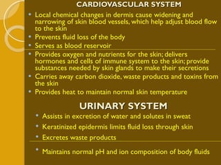 CARDIOVASCULAR SYSTEM Local chemical changes in dermis cause widening and narrowing of skin blood vessels, which help adjust blood flow to the skin Prevents fluid loss of the body Serves as blood reservoir Provides oxygen and nutrients for the skin; delivers hormones and cells of immune system to the skin; provide substances needed by skin glands to make their secretions Carries away carbon dioxide, waste products and toxins from the skin Provides heat to maintain normal skin temperature URINARY SYSTEM Assists in excretion of water and solutes in sweat Keratinized epidermis limits fluid loss through skin Excretes waste products Maintains normal pH and ion composition of body fluids   
