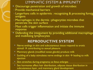 LYMPHATIC SYSTEM & IMMUNITY Discourage penetration and growth of microbes: Provide mechanical barriers Langerhans cells in epidermis : recognizing & processing foreign antigens Macrophages in the dermis : phagocytize microbes that penetrate the skin surface Mast cells trigger inflammation and initiate the immune response Defending the integument by providing additional macrophages and mobilizing lymphocytes REPRODUCTIVE SYSTEM Nerve endings in skin and subcutaneous tissue respond to erotic stimuli    contributing to sexual pleasure Mammary glands (modified sweat glands) produce milk  Suckling of a baby stimulates nerve endings in skin    leading to milk ejection Skin stretches during pregnancy as fetus enlarges Sex hormones affect hair distribution, adipose tissue distribution in subcutaneous layer, and mammary gland development 