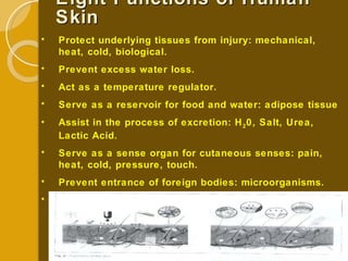 Eight Functions of Human Skin Protect underlying tissues from injury: mechanical, heat, cold, biological. Prevent excess water loss. Act as a temperature regulator. Serve as a reservoir for food and water: adipose tissue Assist in the process of excretion: H 2 0, Salt, Urea, Lactic Acid. Serve as a sense organ for cutaneous senses: pain, heat, cold, pressure, touch. Prevent entrance of foreign bodies: microorganisms. Serve as a seat of origin for Vitamin D. 