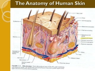 The Anatomy of Human Skin 