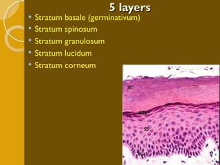 5 layers Stratum basale (germinativum) Stratum spinosum Stratum granulosum Stratum lucidum Stratum corneum 
