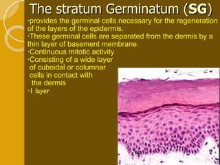 The stratum Germinatum ( SG ) provides the germinal cells necessary for the regeneration of the layers of the epidermis. These germinal cells are separated from the dermis by a thin layer of basement membrane.  Continuous mitotic activity Consisting of a wide layer of cuboidal or columnar  cells in contact with the dermis 1 layer 