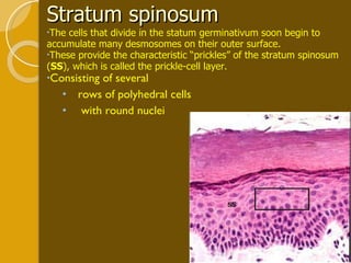 Stratum spinosum  The cells that divide in the statum germinativum soon begin to accumulate many desmosomes on their outer surface. These provide the characteristic “prickles” of the stratum spinosum ( SS ), which is called the prickle-cell layer.  Consisting of several  rows of polyhedral cells  with round nuclei 