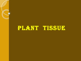 Plant  tissue 