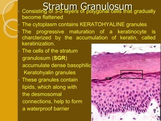 Stratum Granulosum  Consisting of 3-5 layers of polygonal cells that gradually become flattened The cytoplasm contains KERATOHYALINE granules The progressive maturation of a keratinocyte is charcterized by the accumulation of keratin, called keratinization.  The cells of the stratum granulosum ( SGR )  accumulate dense basophilic  Keratohyalin granules These granules contain  lipids, which along with  the desmosomal  connections, help to form  a waterproof barrier 