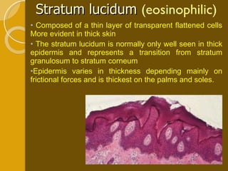 Stratum lucidum  (eosinophilic) Composed of a thin layer of transparent flattened cells More evident in thick skin The stratum lucidum is normally only well seen in thick epidermis and represents a transition from stratum granulosum to stratum corneum Epidermis varies in thickness depending mainly on frictional forces and is thickest on the palms and soles. 