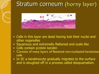 Stratum corneum  (horny layer) Cells in this layer are dead having lost their nuclei and other organelles Squamous and extremelly flattened and scale like Cells contain protein keratin  Consists of many layers of flattened non-nucleated keratinized cells In SC a keratinocyte gradually migrates to the surface and is sloughed off in a process called desquamation.  S C 