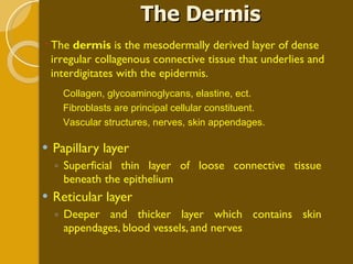The Dermis Papillary layer Superficial thin layer of loose connective tissue beneath the epithelium  Reticular layer Deeper and thicker layer which contains skin appendages, blood vessels, and nerves The  dermis  is the mesodermally derived layer of dense irregular collagenous connective tissue that underlies and interdigitates with the epidermis.  Collagen, glycoaminoglycans, elastine, ect. Fibroblasts are principal cellular constituent. Vascular structures, nerves, skin appendages. 