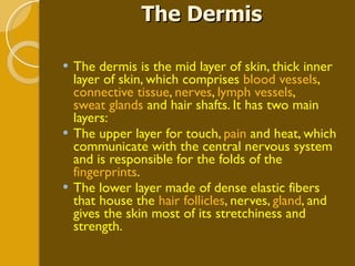 The dermis is the mid layer of skin, thick inner layer of skin, which comprises  blood vessels ,  connective tissue ,  nerves ,  lymph vessels ,  sweat glands  and hair shafts. It has two main layers: The upper layer for touch,  pain  and heat, which communicate with the central nervous system and is responsible for the folds of the  fingerprints . The lower layer made of dense elastic fibers that house the  hair follicles , nerves,  gland , and gives the skin most of its stretchiness and strength. The Dermis 