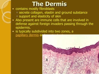 The Dermis contains mostly fibroblasts secrete collagen, elastin and ground substance support and elasticity of skin  Also present are immune cells that are involved in defense against foreign invaders passing through the epidermis.  is typically subdivided into two zones, a  papillary dermis  and a  reticular layer .  