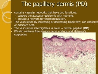 The papillary dermis (PD) contains vascular networks that have two functions: support the avascular epidermis with nutrients  provide a network for thermoregulation.  The vasculature by increasing or decreasing blood flow, can conserve or dissipate heat.  The vasculature interdigitates in areas = dermal papillae ( DP ).  PD also contains free sensory nerve endings and Meissner’s corpuscles 