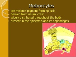 Melanocytes are melanin-pigment forming cells derived from neural crest widely distributed throughout the body. present in the epidermis and its appendages  