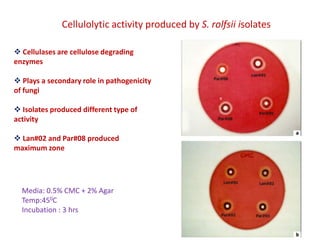Cellulolytic activity produced by S. rolfsii isolates

 Cellulases are cellulose degrading
enzymes

 Plays a secondary role in pathogenicity
of fungi

 Isolates produced different type of
activity

 Lan#02 and Par#08 produced
maximum zone




  Media: 0.5% CMC + 2% Agar
  Temp:450C
  Incubation : 3 hrs
 