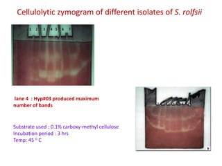Cellulolytic zymogram of different isolates of S. rolfsii




lane 4 : Hyp#03 produced maximum
number of bands


Substrate used : 0.1% carboxy-methyl cellulose
Incubation period : 3 hrs
Temp: 45 0 C
 