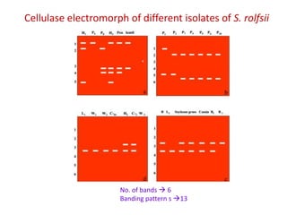 Cellulase electromorph of different isolates of S. rolfsii




                      No. of bands  6
                      Banding pattern s 13
 