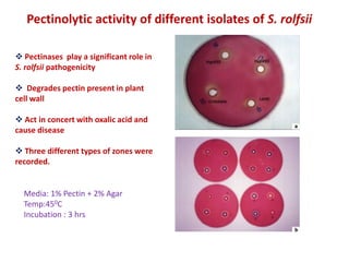 Pectinolytic activity of different isolates of S. rolfsii

 Pectinases play a significant role in
S. rolfsii pathogenicity

 Degrades pectin present in plant
cell wall

 Act in concert with oxalic acid and
cause disease

 Three different types of zones were
recorded.


  Media: 1% Pectin + 2% Agar
  Temp:450C
  Incubation : 3 hrs
 