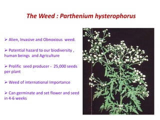 The Weed : Parthenium hysterophorus


 Alien, Invasive and Obnoxious weed.

 Potential hazard to our biodiversity ,
human beings and Agriculture

 Prolific seed producer - 25,000 seeds
per plant

 Weed of international Importance

 Can germinate and set flower and seed
in 4-6 weeks
 