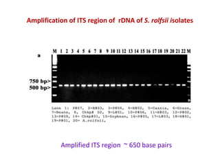 Amplification of ITS region of rDNA of S. rolfsii isolates




           Amplified ITS region ~ 650 base pairs
 
