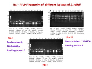 ITS – RFLP Fingerprint of different isolates of S. rolfsii




 Taq I                                                Hind III

Bands obtained:                                      Bands obtained: 150 &250

200 & 400 bp                                         Banding pattern: 4

Banding pattern : 5




                                  Hpa I
 