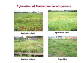 Infestation of Parthenium in ecosystems




A                          B
       Agriculture land         Agriculture land




C                          DD
      Residential Area             Roadsides
 