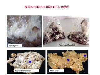 MASS PRODUCTION OF S. rolfsii




Wheat grains




       Bagasse & Wheat bran        Maize Cover
 