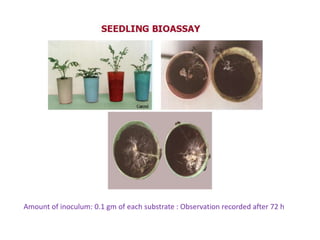 Amount of inoculum: 0.1 gm of each substrate : Observation recorded after 72 h
 