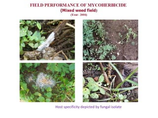 Host specificity depicted by fungal isolate
 