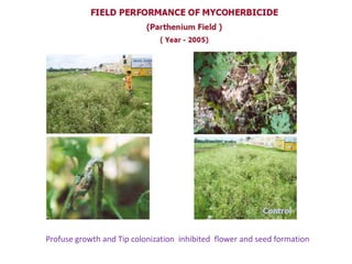 Profuse growth and Tip colonization inhibited flower and seed formation
 