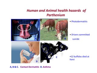 Human and Animal health hazards of
                         Parthenium
                                                 • Photodermatitis




                                                 • Drivers committed
                       A                     B     suicide




                                         C       •12 buffalos died at
                                                 Itarsi
                        D

A, B & C. Contact Dermatitis D. Asthma
 