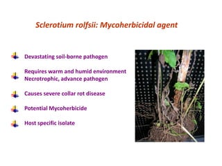 Sclerotium rolfsii: Mycoherbicidal agent


Devastating soil-borne pathogen

Requires warm and humid environment
Necrotrophic, advance pathogen

Causes severe collar rot disease

Potential Mycoherbicide

Host specific isolate
 