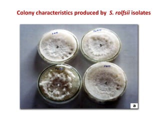 Colony characteristics produced by S. rolfsii isolates
 