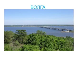 ВОЛГА 
 