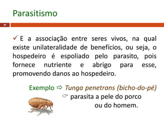  E a associação entre seres vivos, na qual
existe unilateralidade de benefícios, ou seja, o
hospedeiro é espoliado pelo parasito, pois
fornece nutriente e abrigo para esse,
promovendo danos ao hospedeiro.
Exemplo  Tunga penetrans (bicho-do-pé)
 parasita a pele do porco
ou do homem.
40
Parasitismo
 