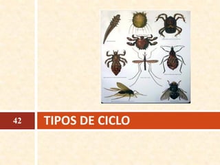 TIPOS DE CICLO42
 
