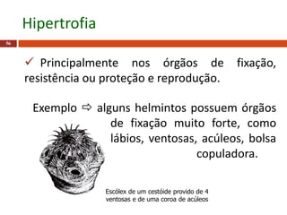  Principalmente nos órgãos de fixação,
resistência ou proteção e reprodução.
Exemplo  alguns helmintos possuem órgãos
de fixação muito forte, como
lábios, ventosas, acúleos, bolsa
copuladora.
56
Hipertrofia
Escólex de um cestóide provido de 4
ventosas e de uma coroa de acúleos
 